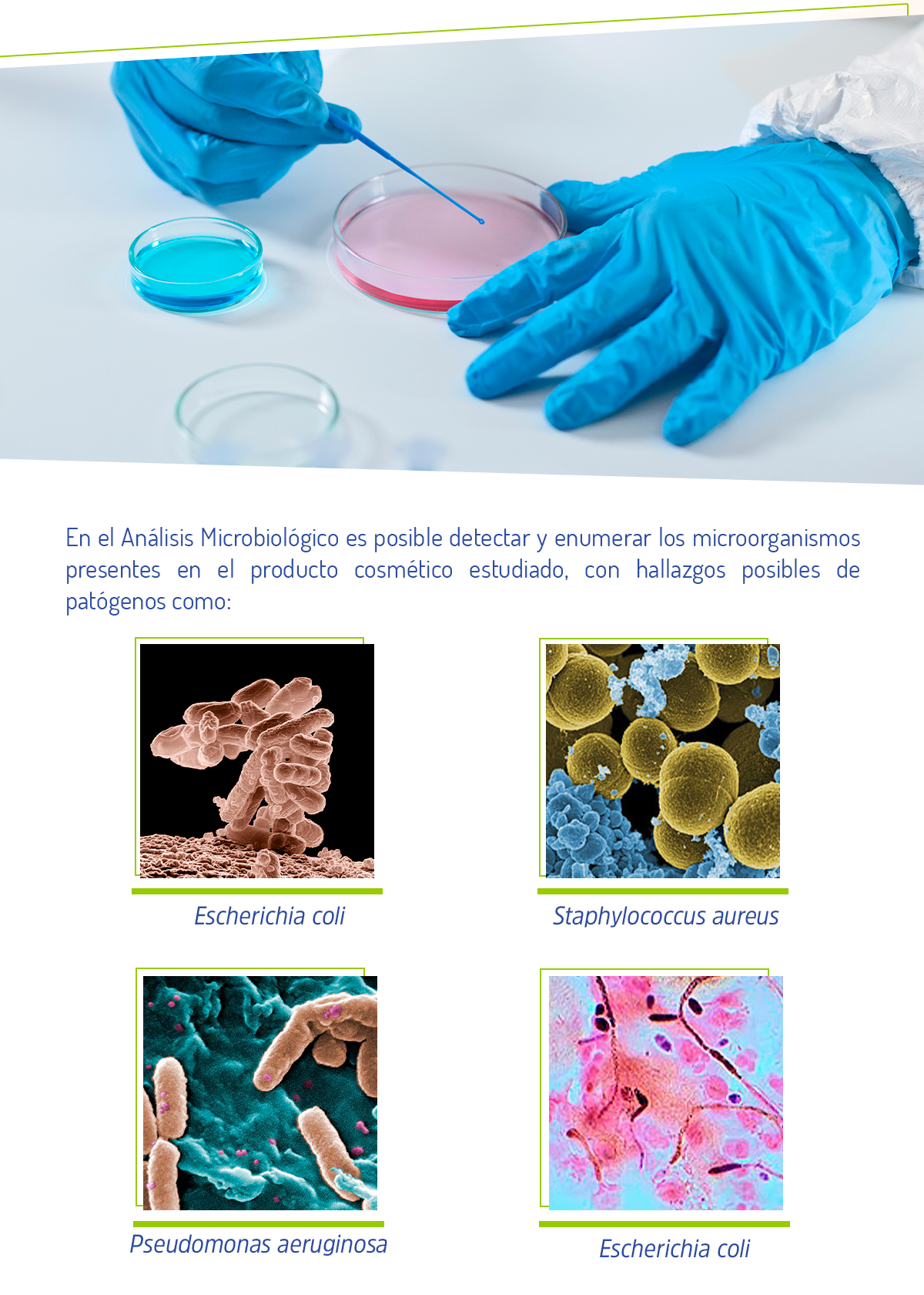 En el Análisis Microbiológico es posible detectar y enumerar los microorganismos presentes en el producto cosmético estudiado, con hallazgos posibles de patógenos como: Escherichia coli  Staphylococcus aureus  Pseudomonas aeruginosa  Candida albicans 